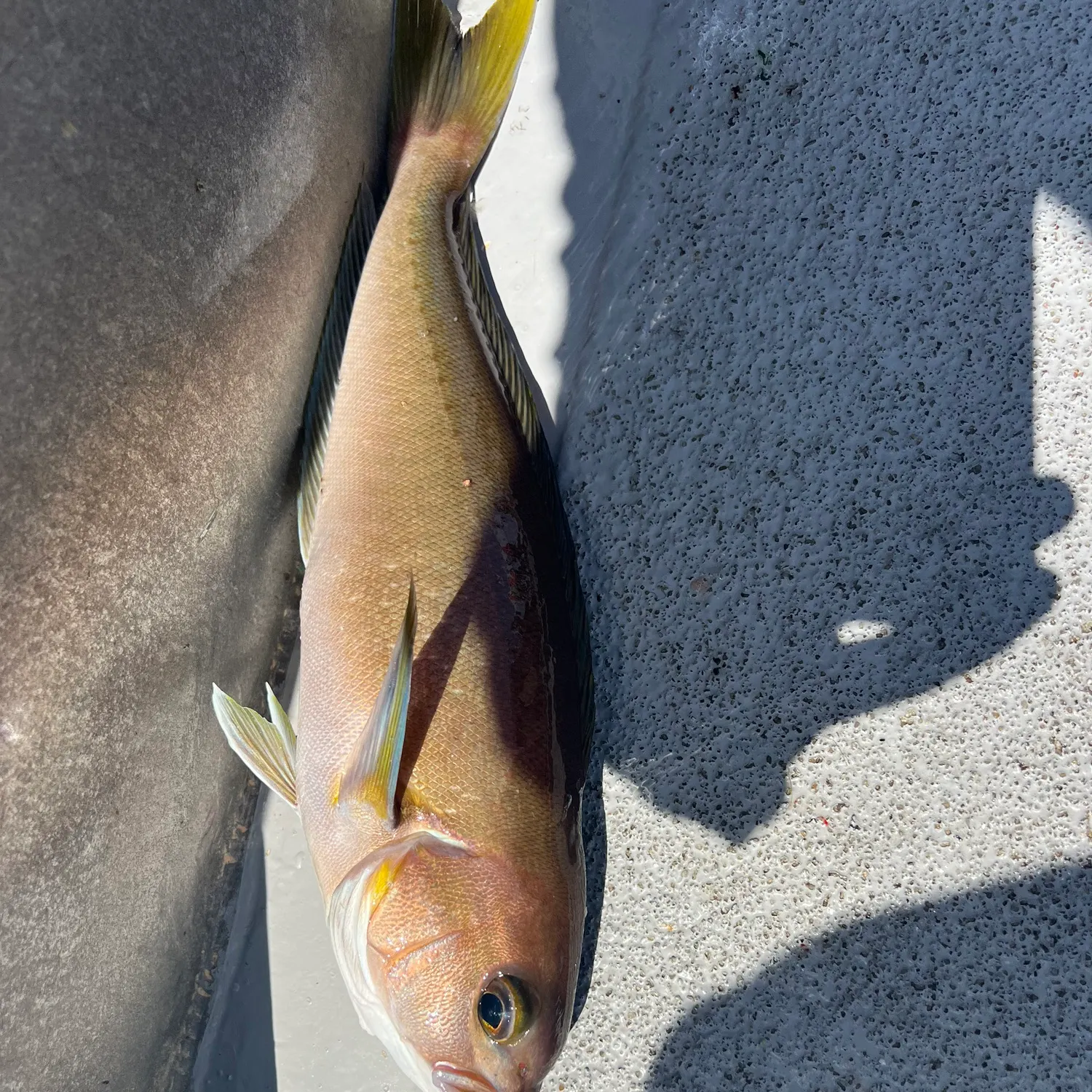 The most recent Ocean whitefish catches on Fishbrain