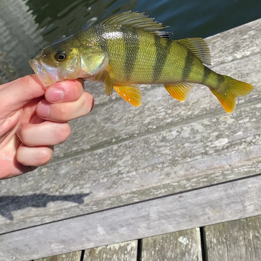 European perch caught on Fishbrain