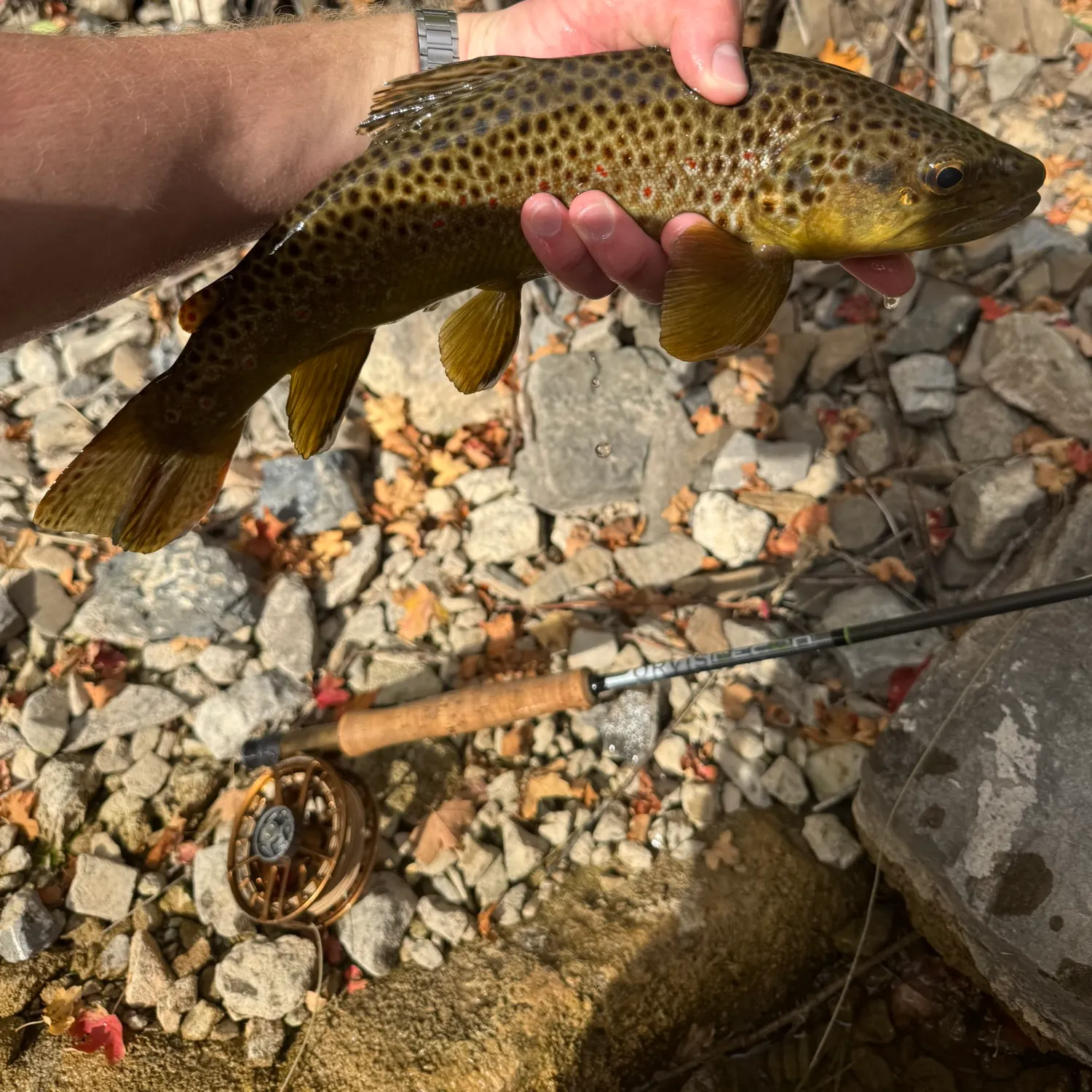 Brown trout caught on Fishbrain