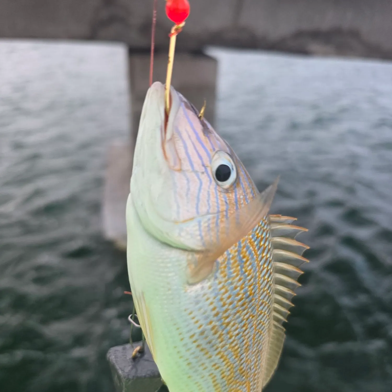 Bluestriped grunt caught on Fishbrain