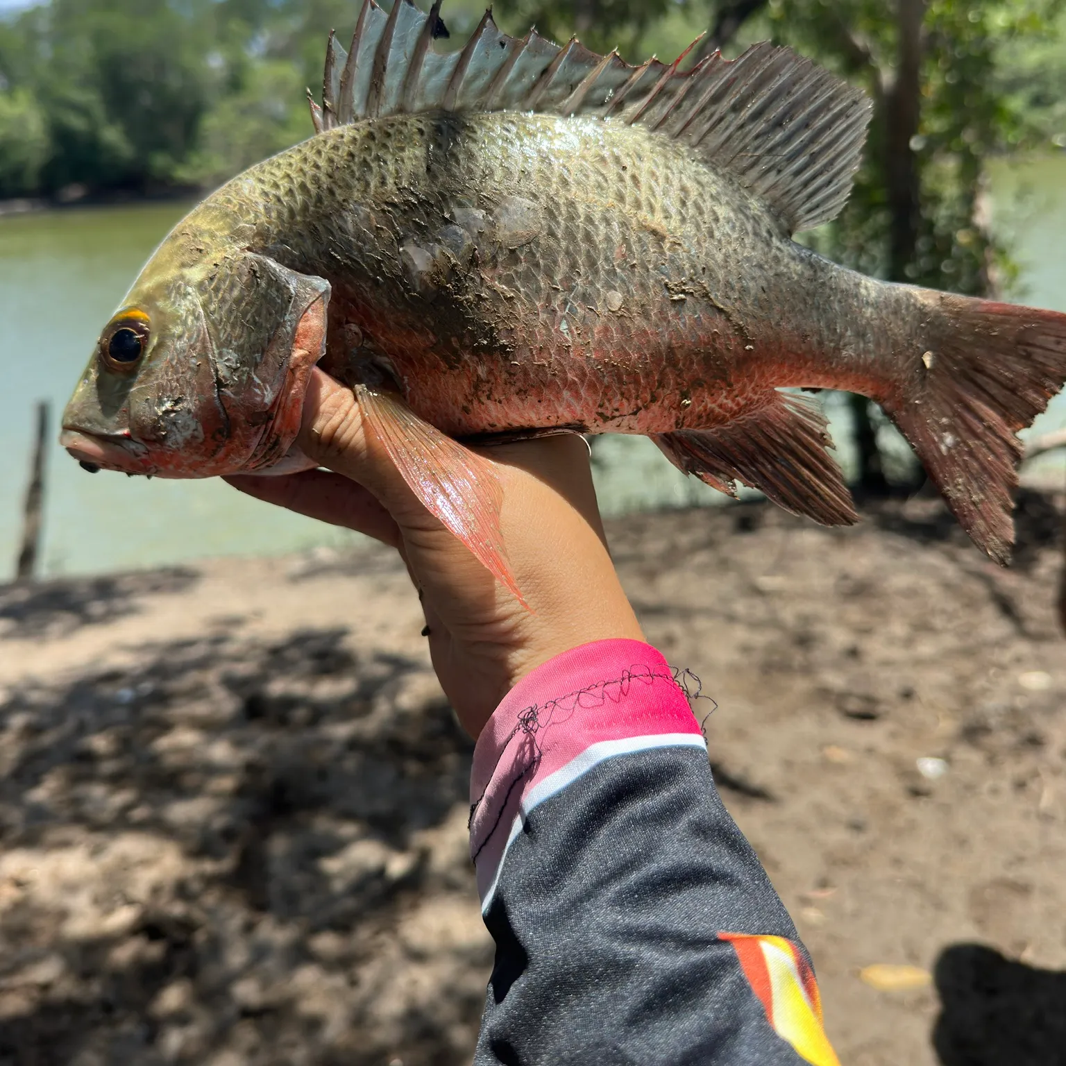 The most recent Pacific cubera snapper catches on Fishbrain