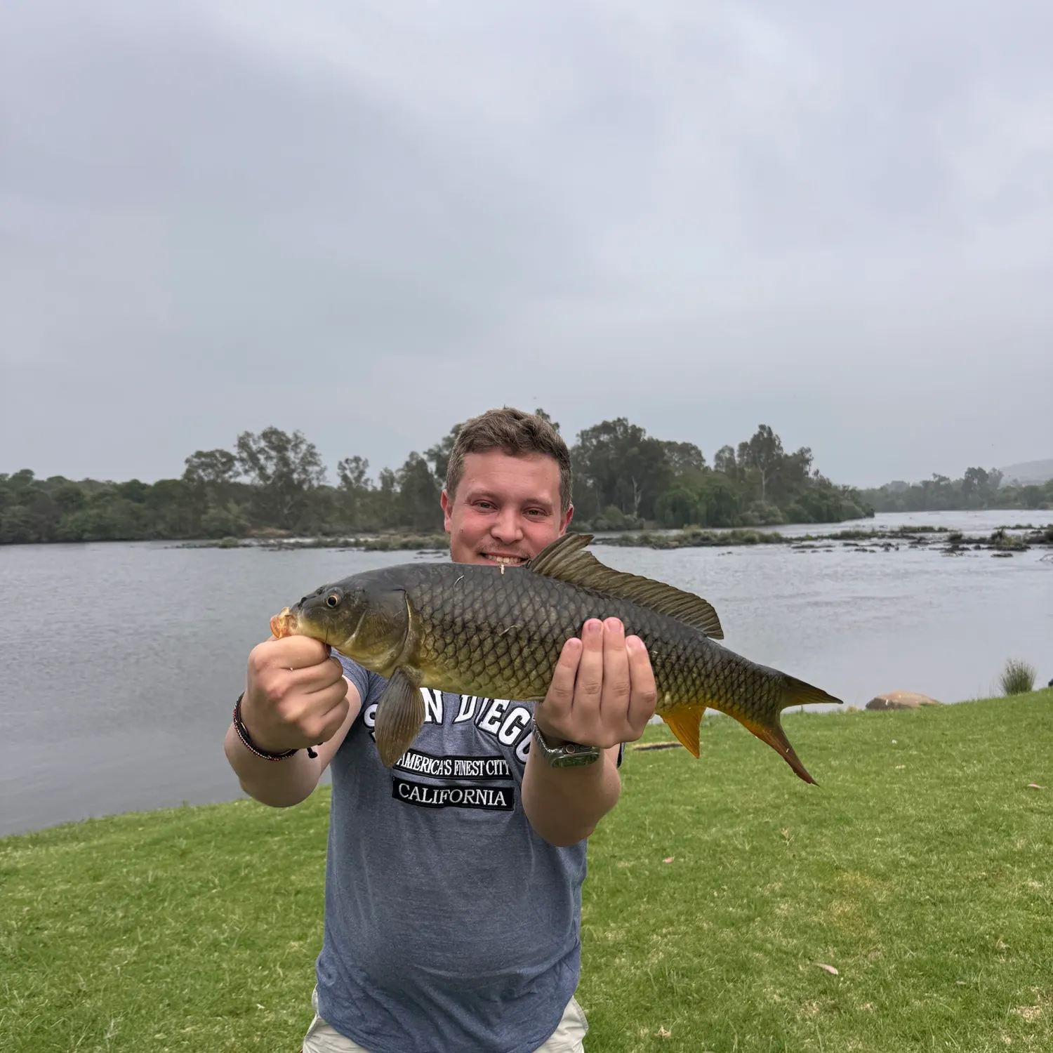 Common carp caught on Fishbrain