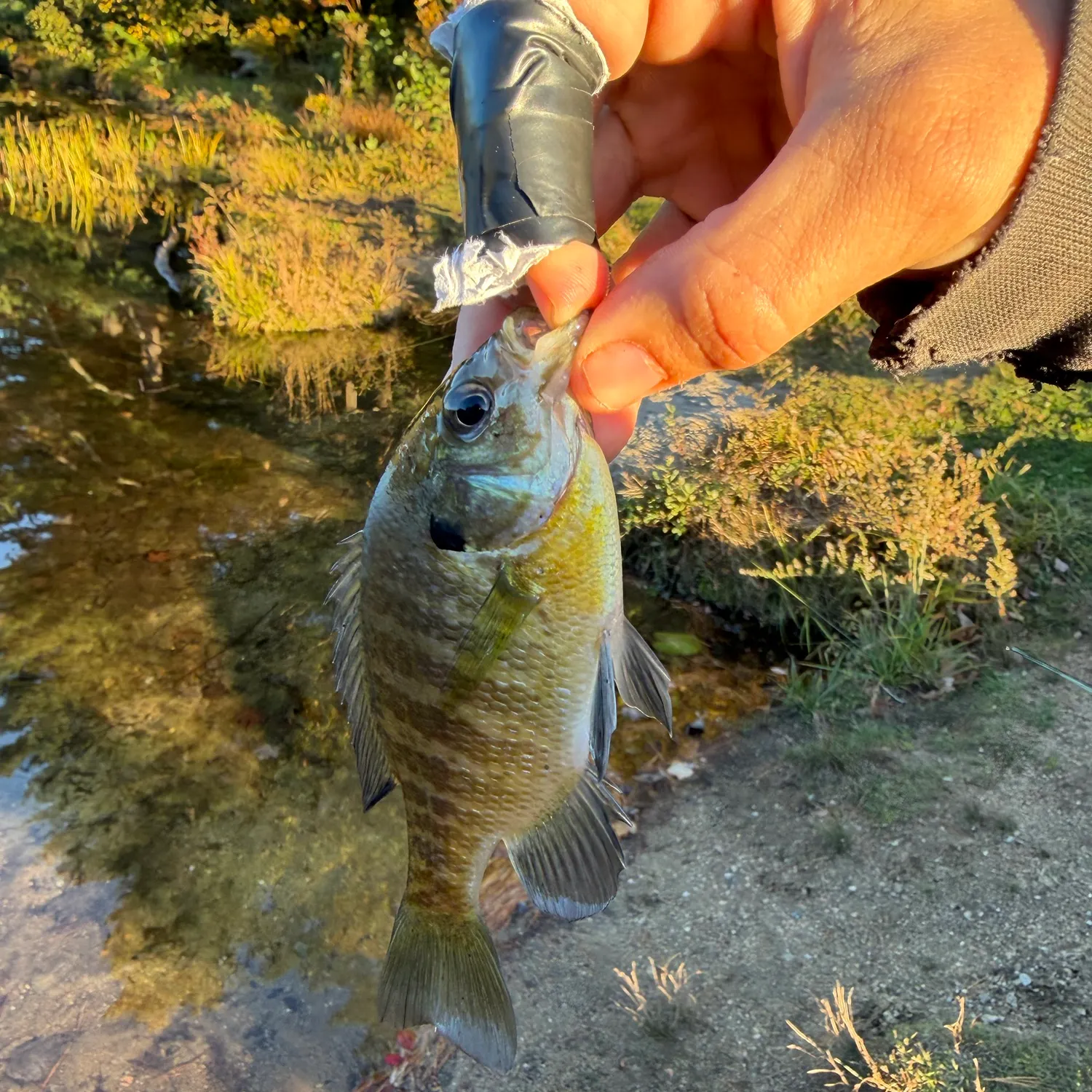 Bluegill caught on Fishbrain