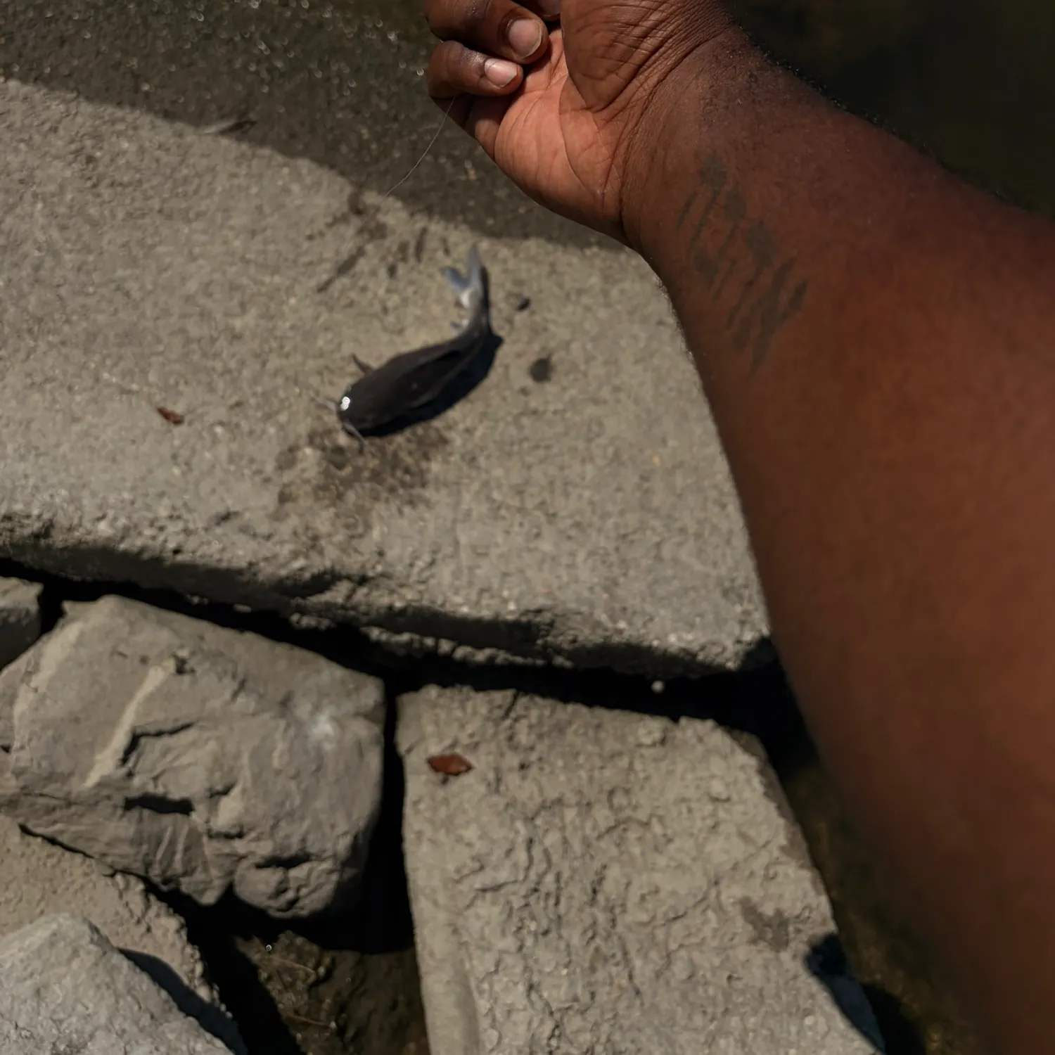 Hardhead sea catfish caught on Fishbrain