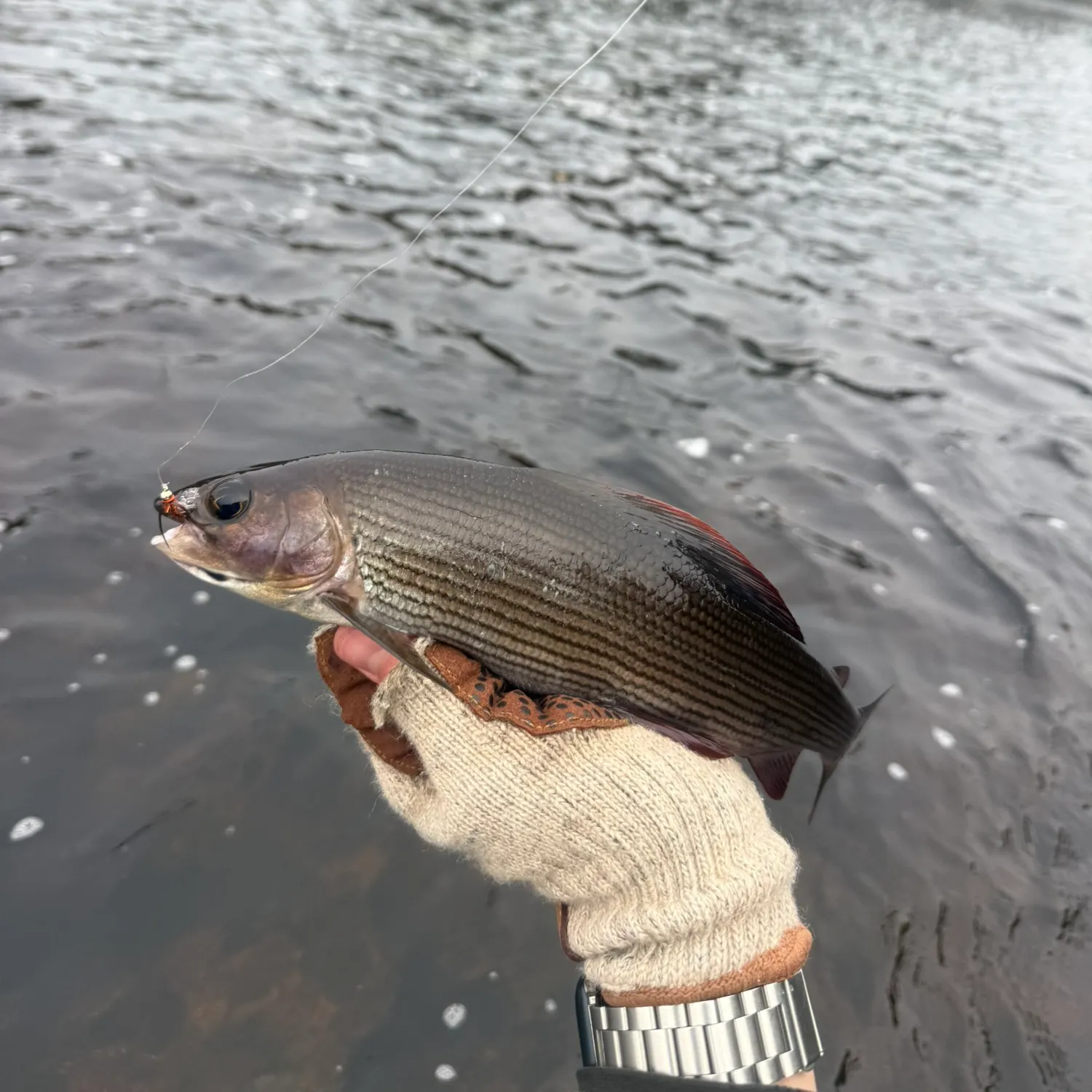 The most recent European grayling catches on Fishbrain