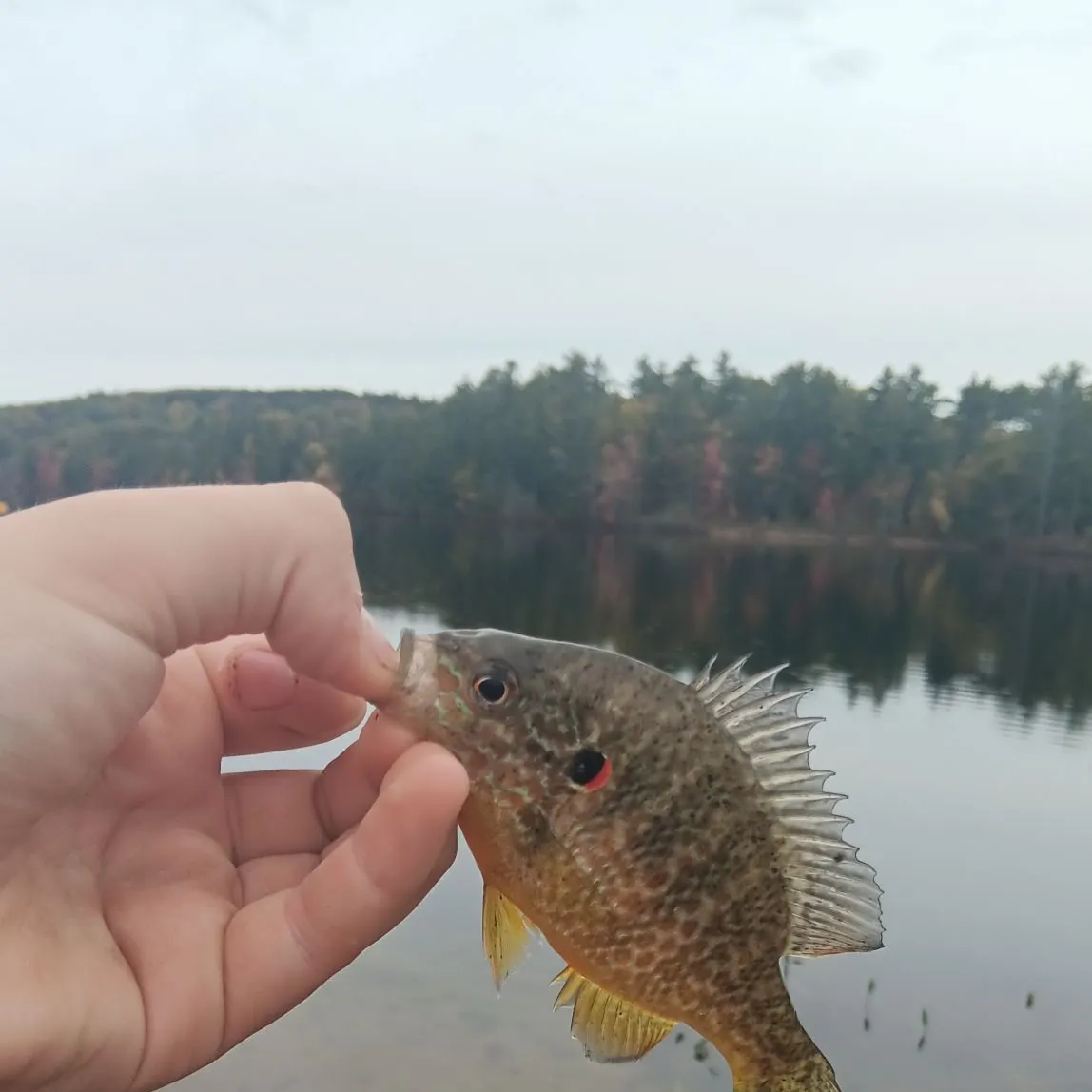 Pumpkinseed caught on Fishbrain
