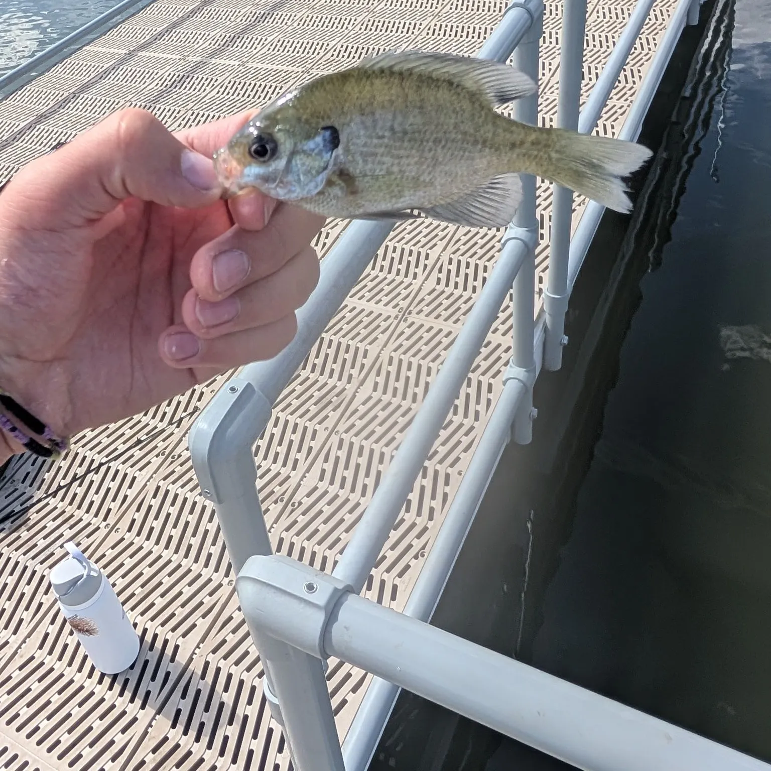 Bluegill caught on Fishbrain