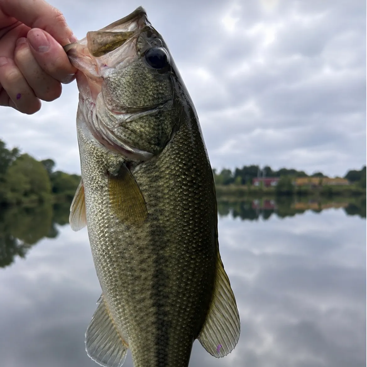 Largemouth bass caught on Fishbrain