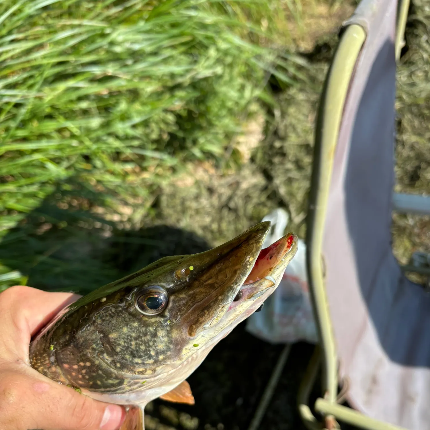 catch