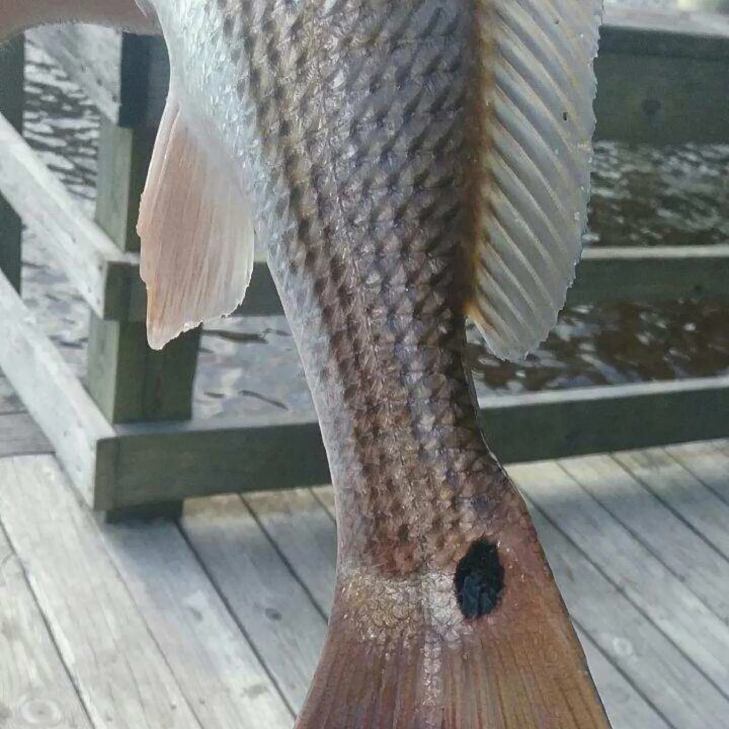 Red drum caught on Fishbrain