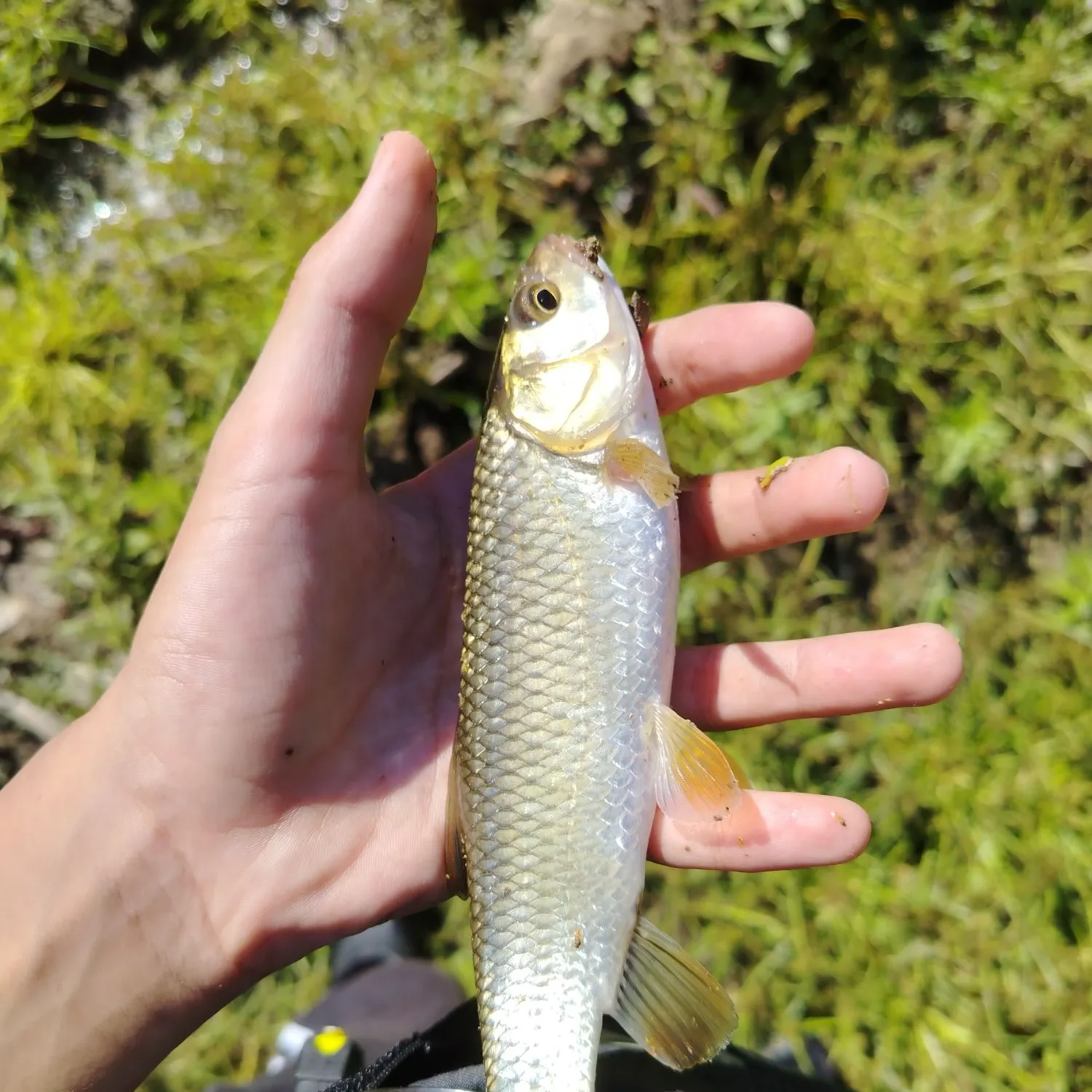 European chub caught on Fishbrain