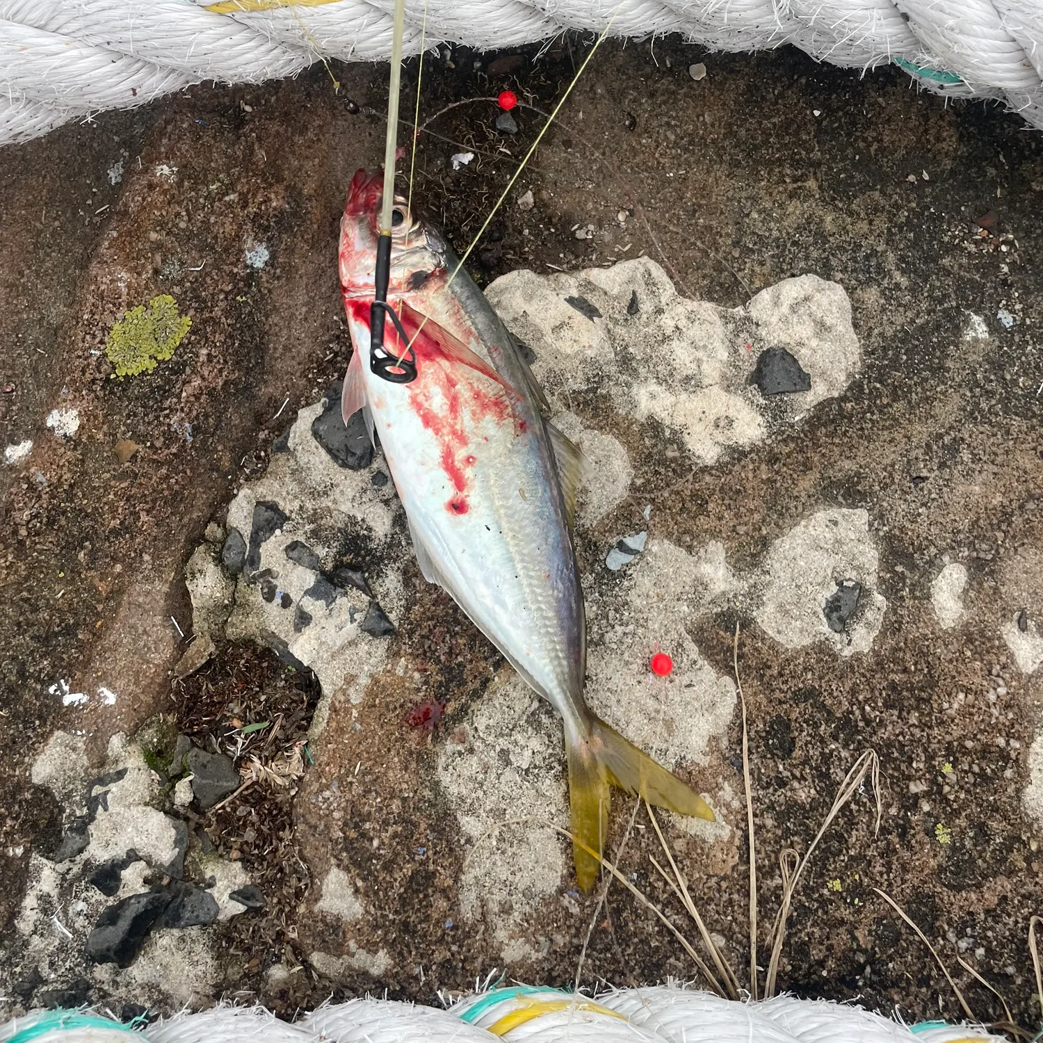 The most recent Yellowtail scad catches on Fishbrain