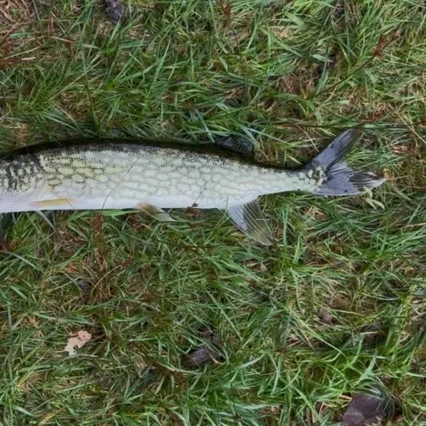 Chain pickerel caught on Fishbrain