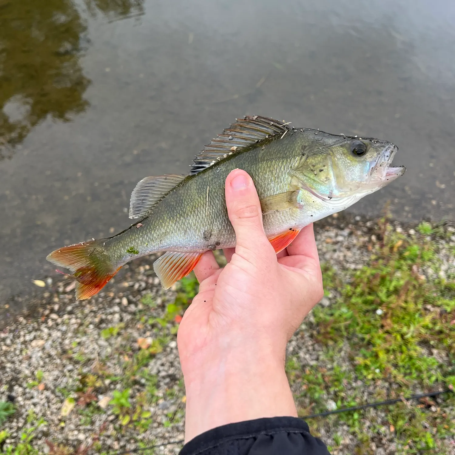 European perch caught on Fishbrain