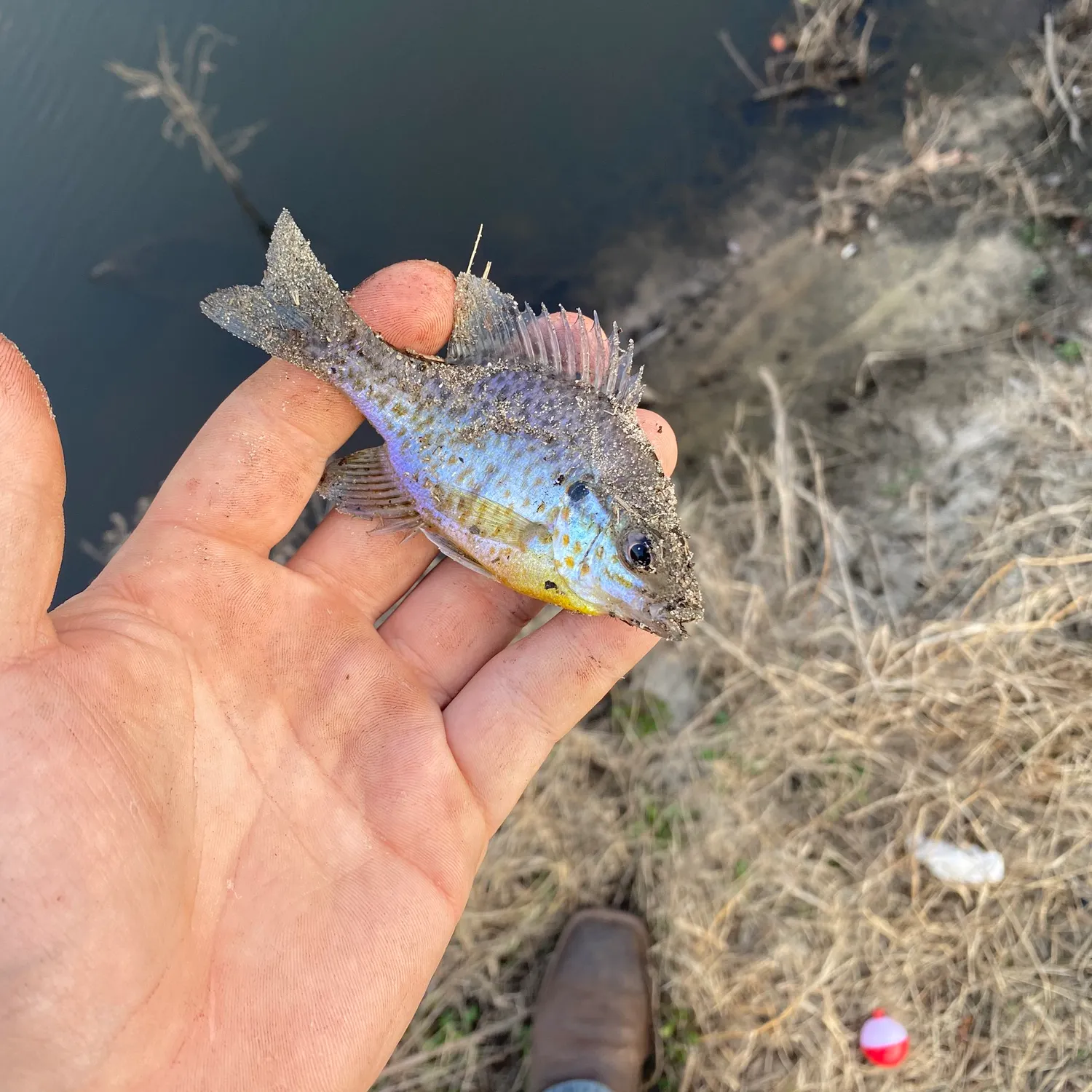 Bluegill caught on Fishbrain