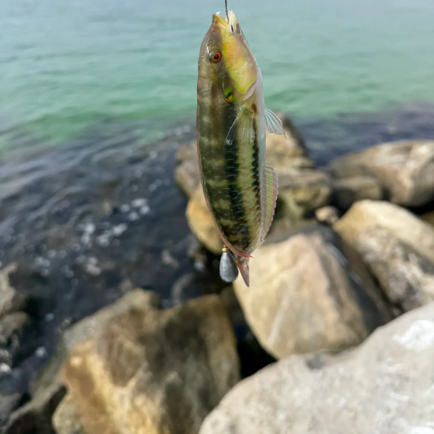The most recent Slippery dick wrasse catches on Fishbrain