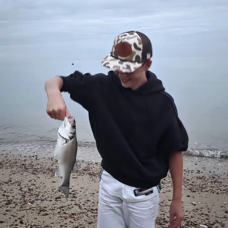 European seabass caught on Fishbrain