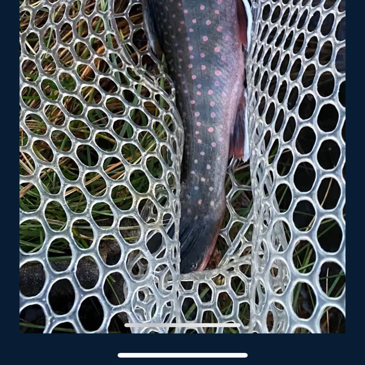 The most recent Dolly varden catches on Fishbrain