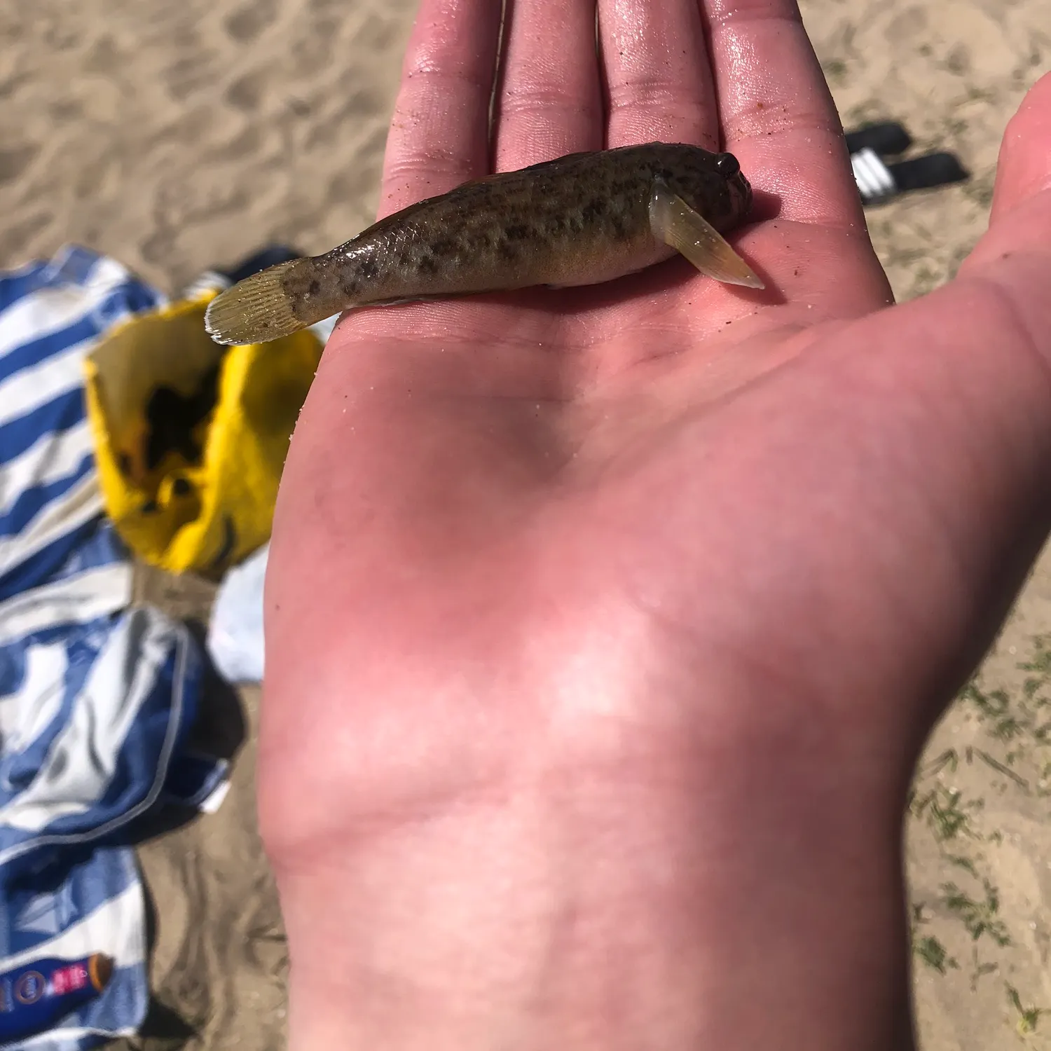 The most popular recent Common goby catch on Fishbrain