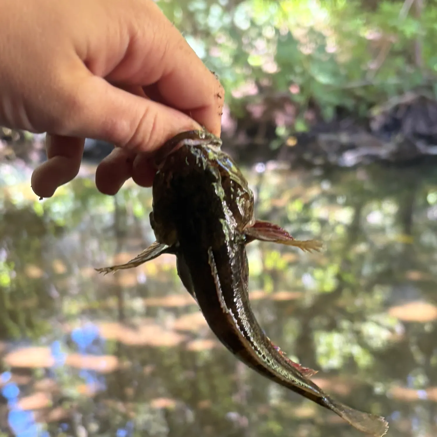 The most recent Prickly sculpin catches on Fishbrain