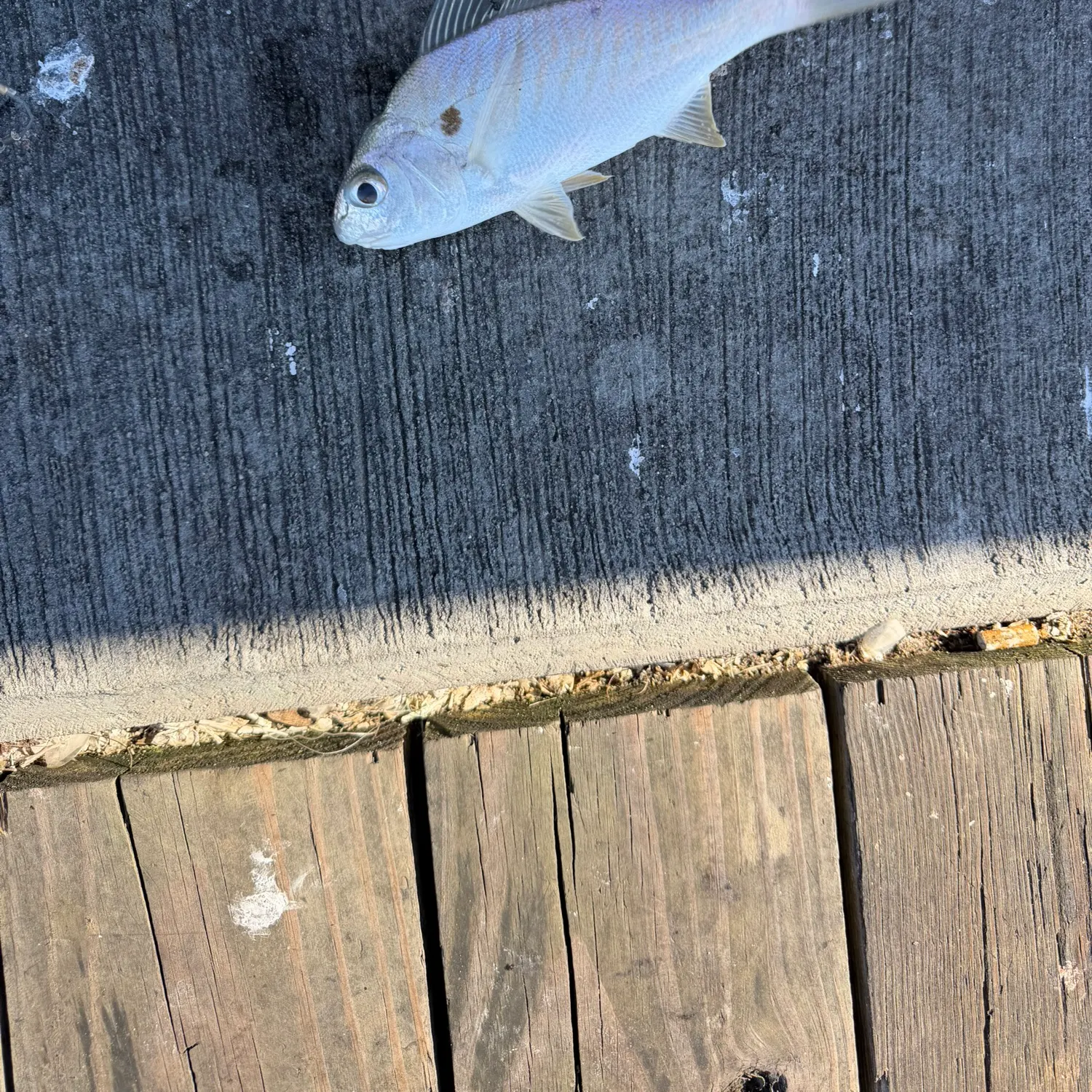 Spot croaker caught on Fishbrain