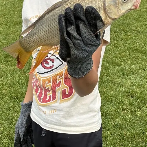 Common carp caught on Fishbrain
