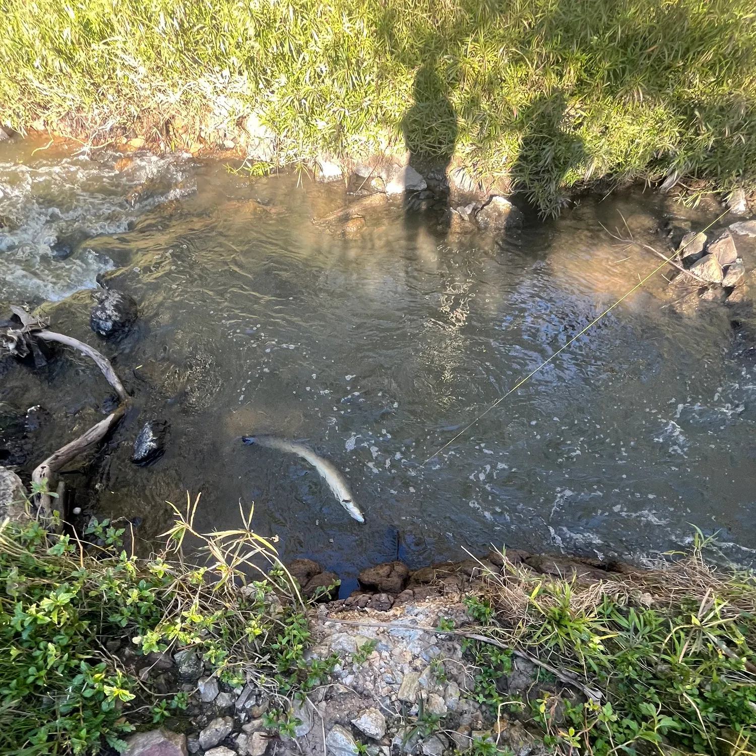 The most recent New Zealand longfin eel catches on Fishbrain