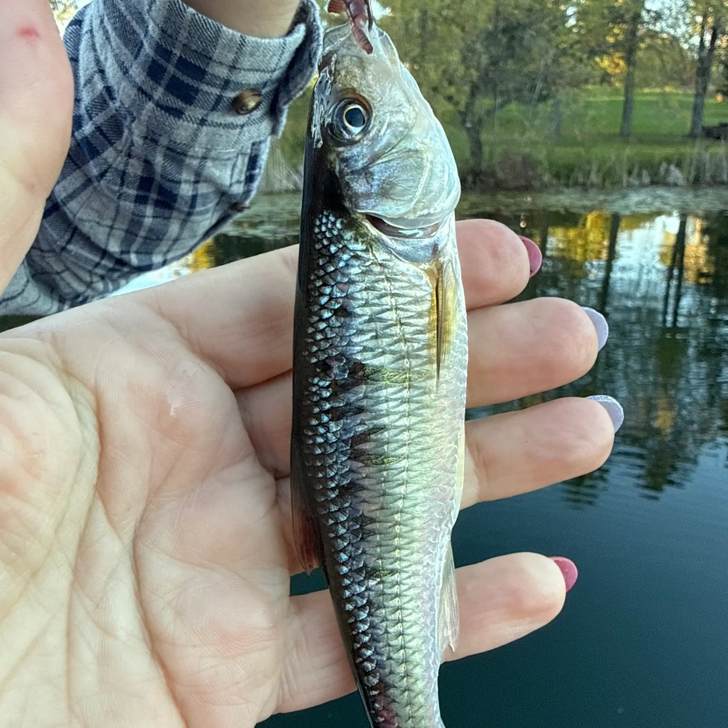 The most recent Common shiner catches on Fishbrain