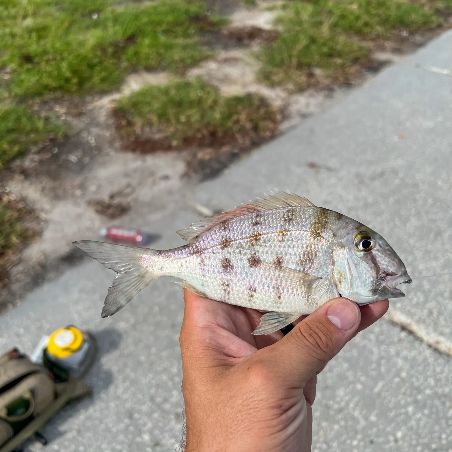 The most recent Grass porgy catches on Fishbrain