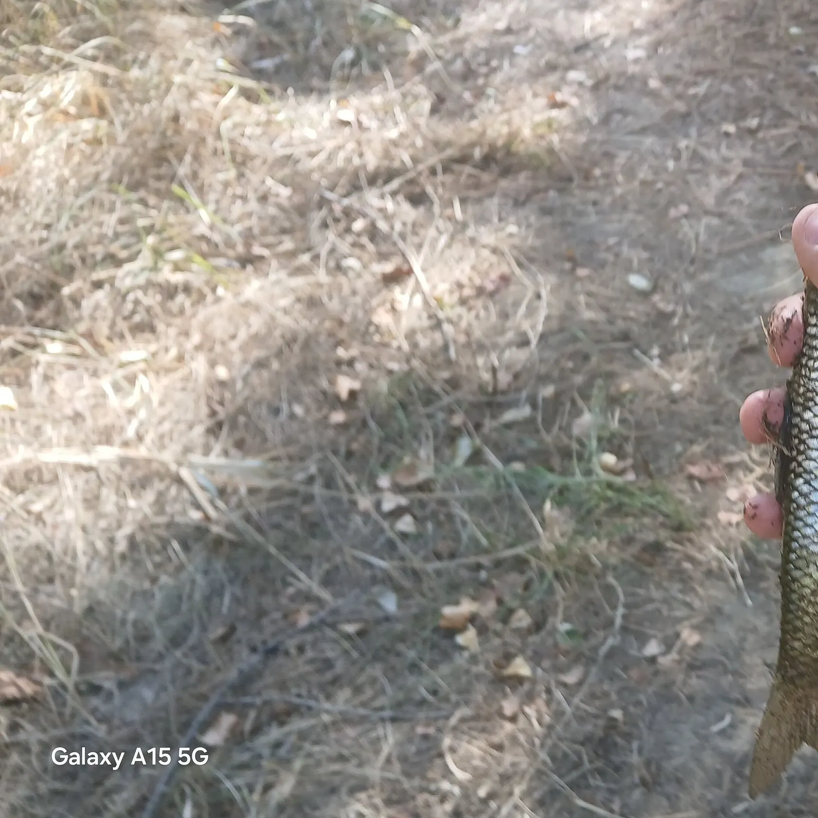 European chub caught on Fishbrain