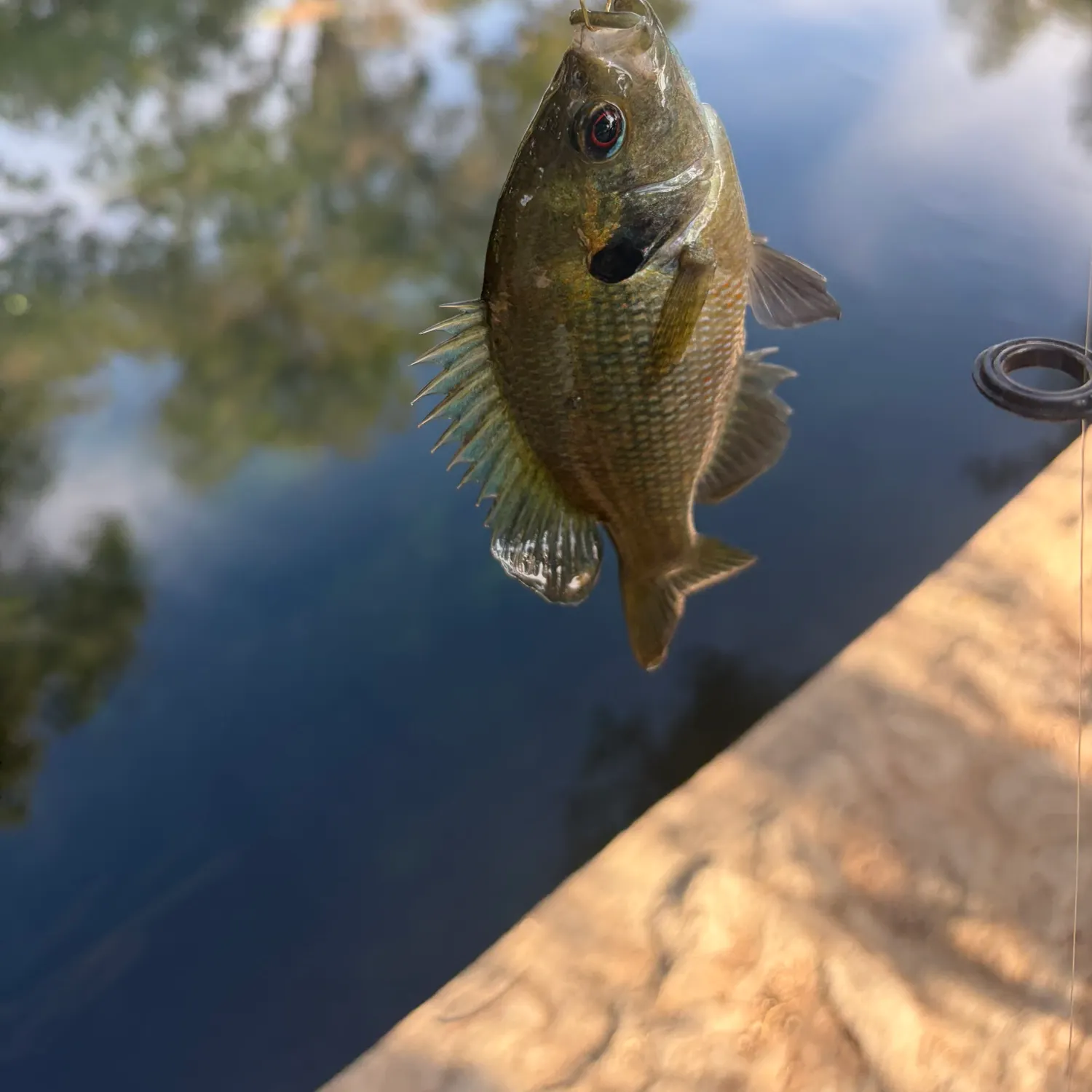 Bluegill caught on Fishbrain
