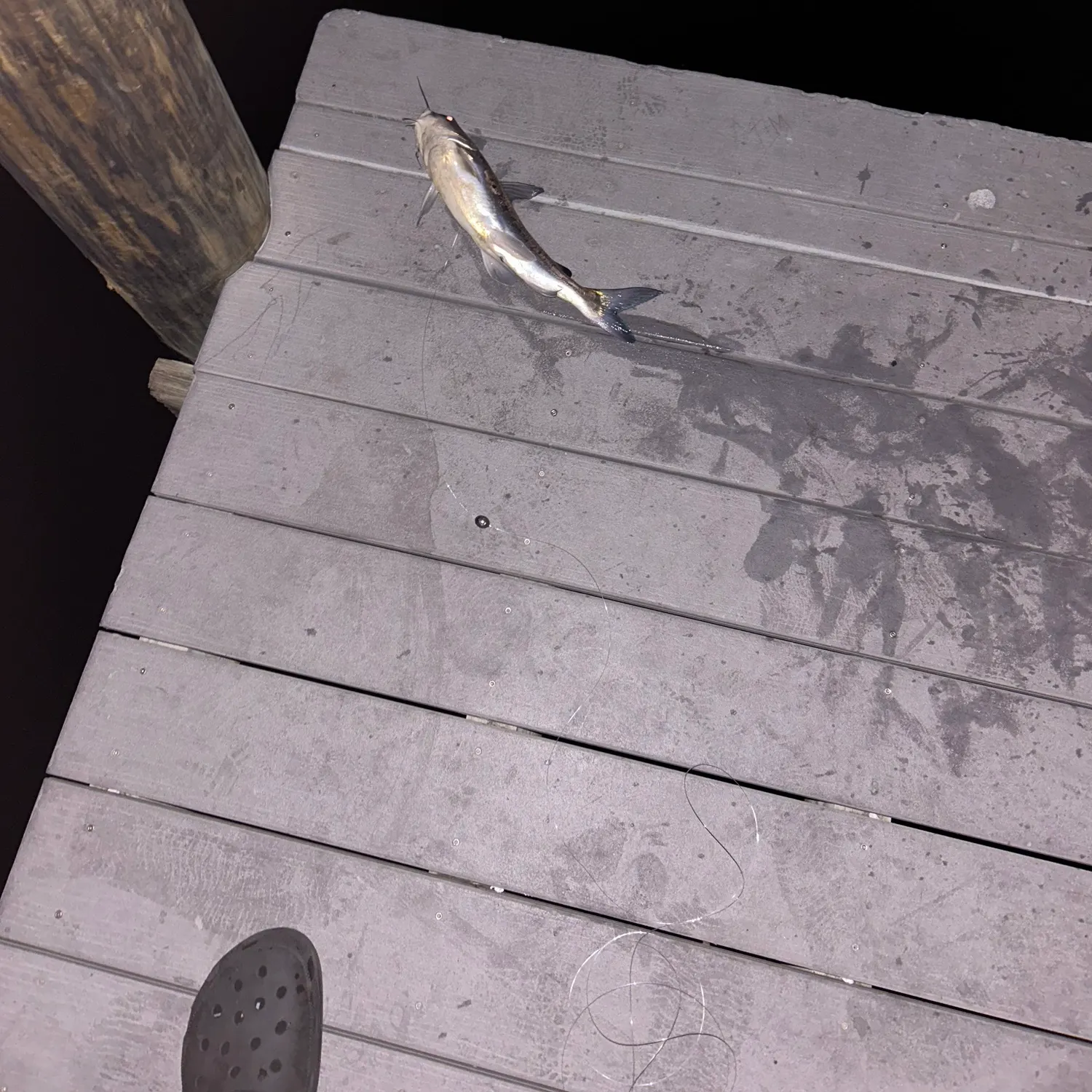 The most recent Hardhead sea catfish catches on Fishbrain