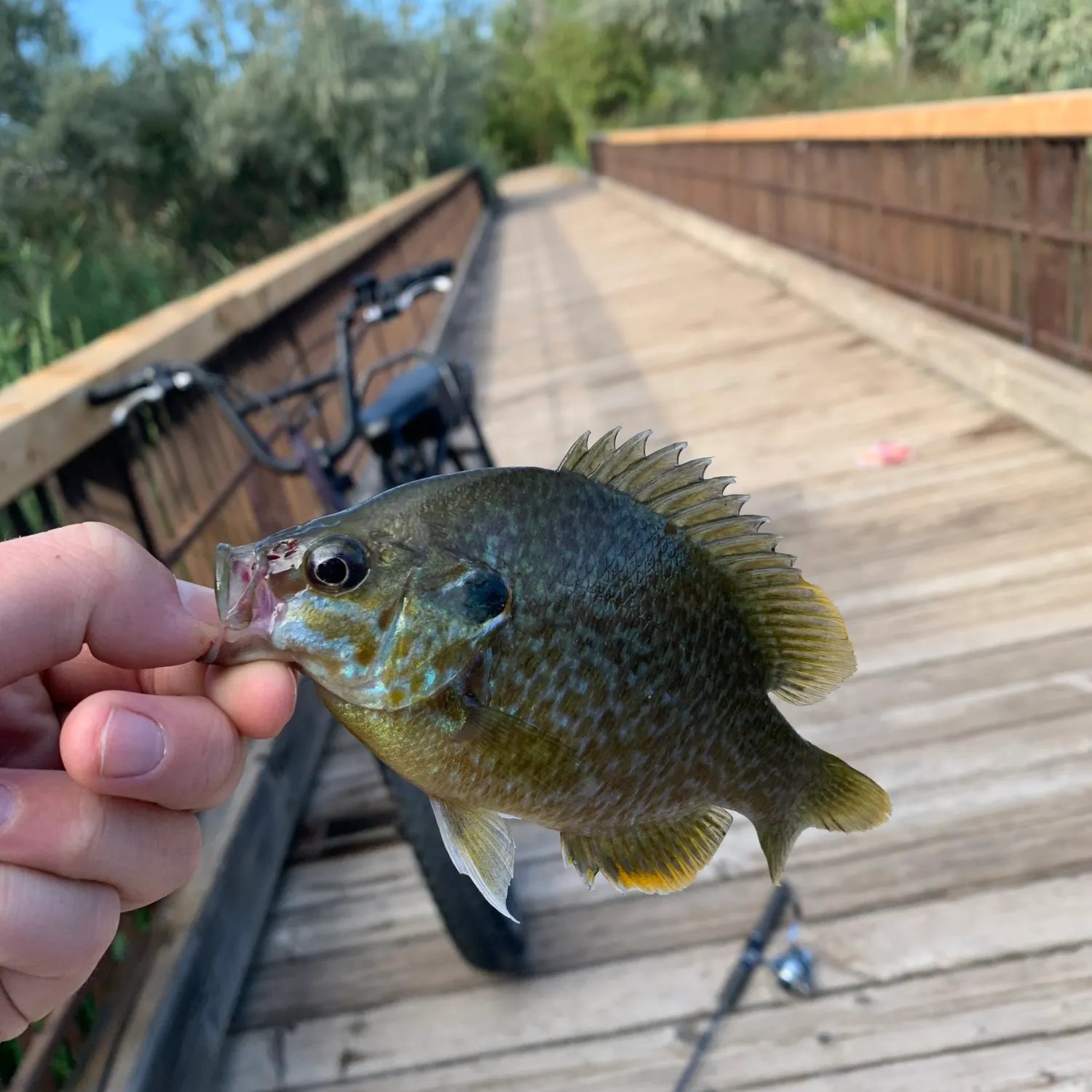 Greengill hybrid caught on Fishbrain