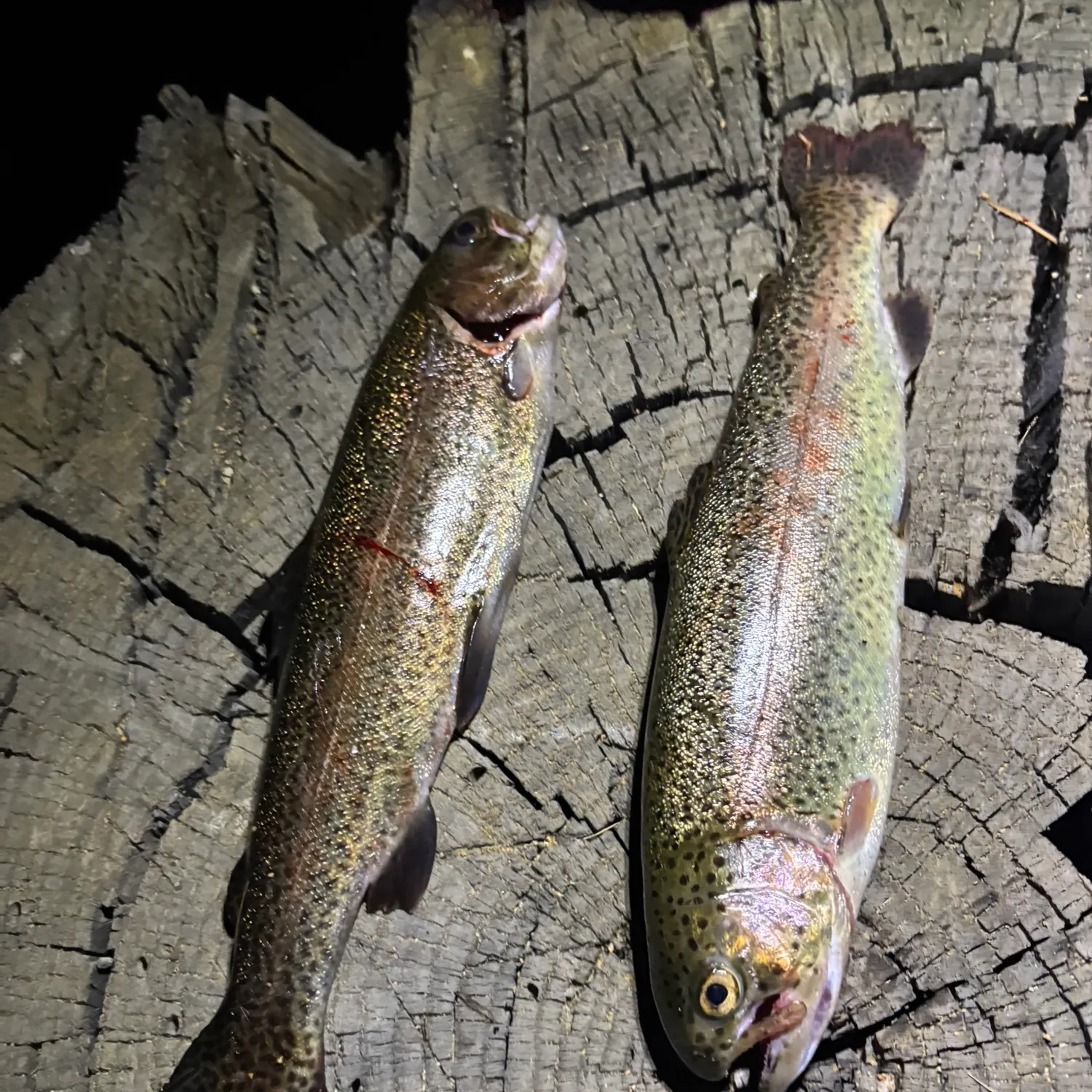 recently logged catches