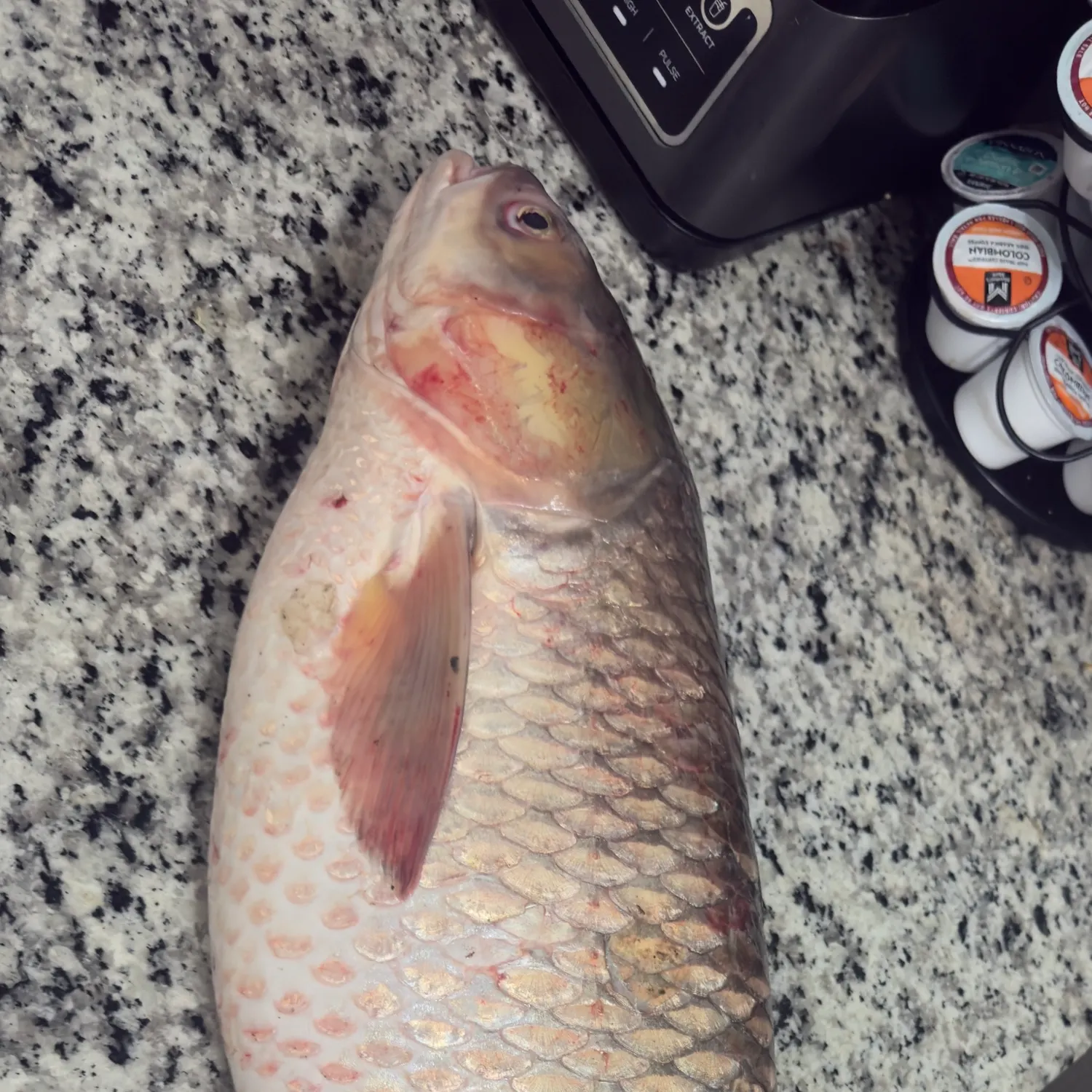 Grass carp caught on Fishbrain