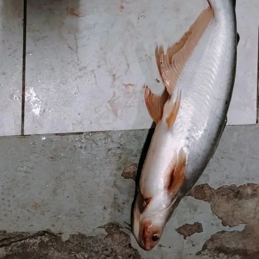The most recent Yellowtail catfish catches on Fishbrain