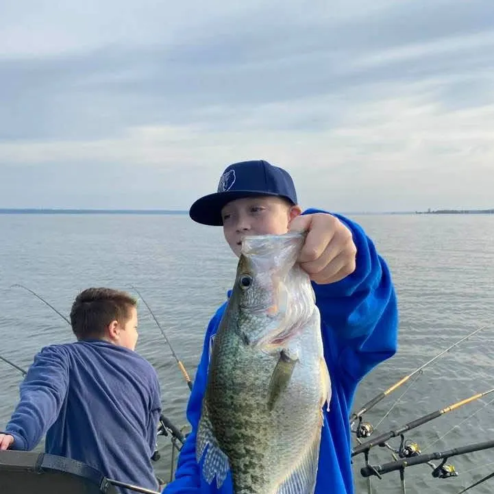 The most recent White crappie catches on Fishbrain