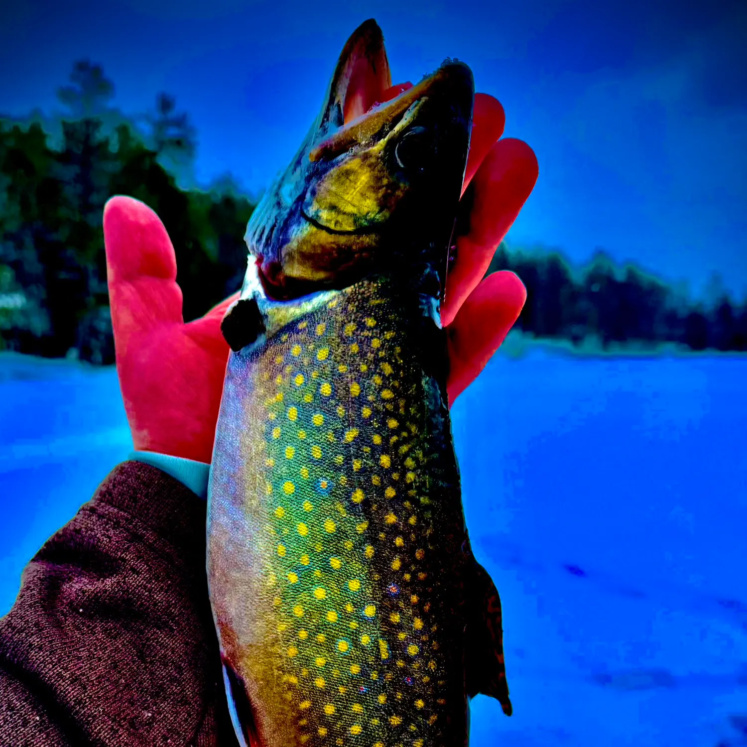 The most recent Brook trout catches on Fishbrain