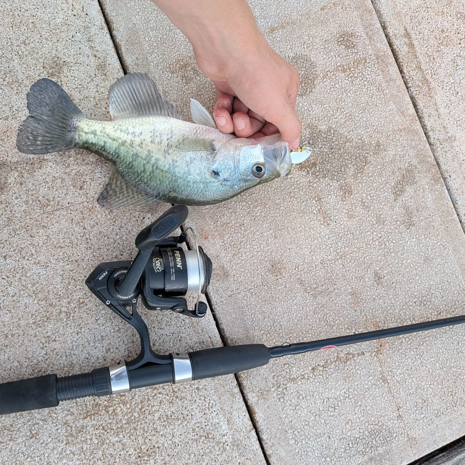 White crappie caught on Fishbrain