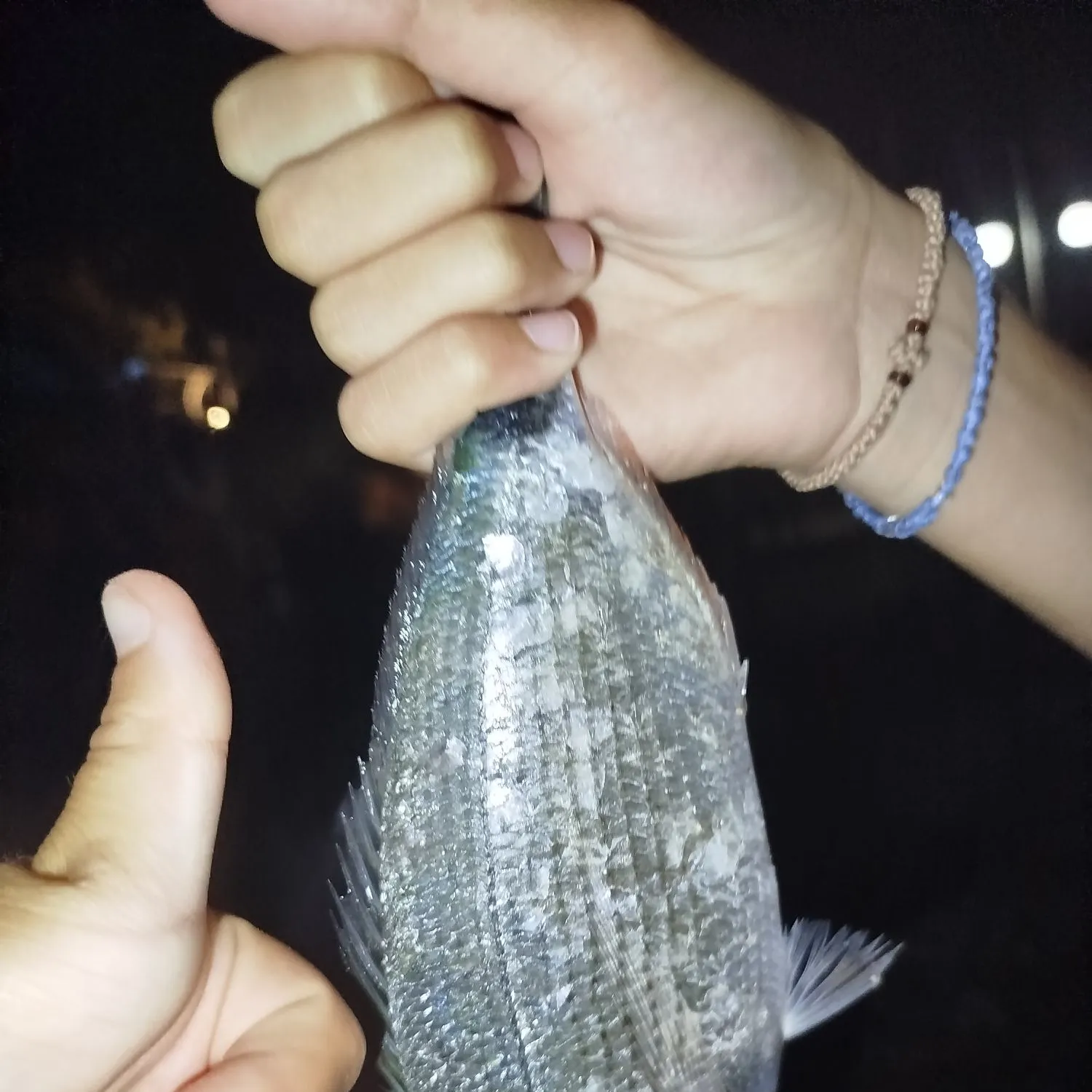 Saddled seabream caught on Fishbrain