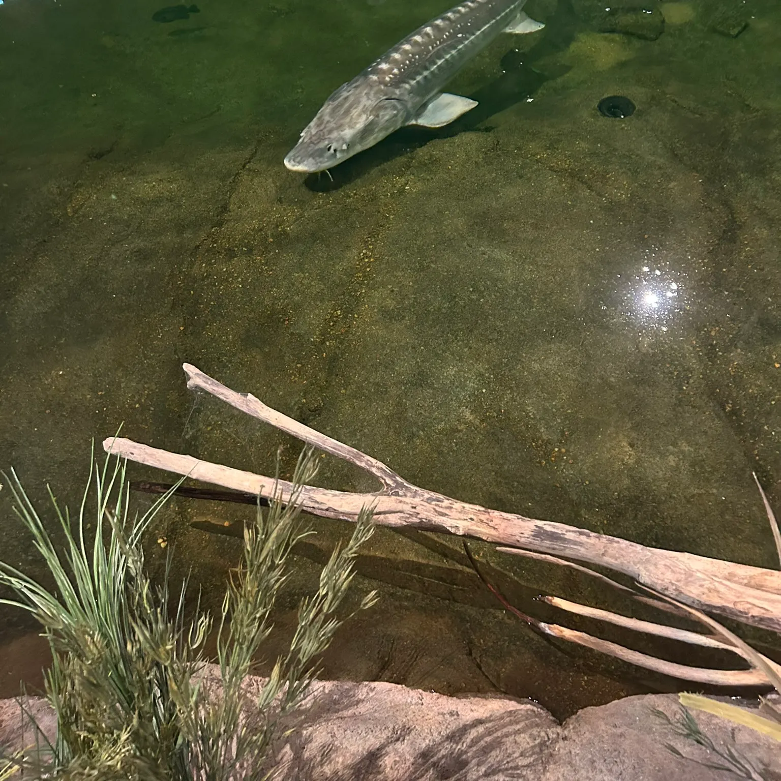 The most recent Shovelnose sturgeon catches on Fishbrain