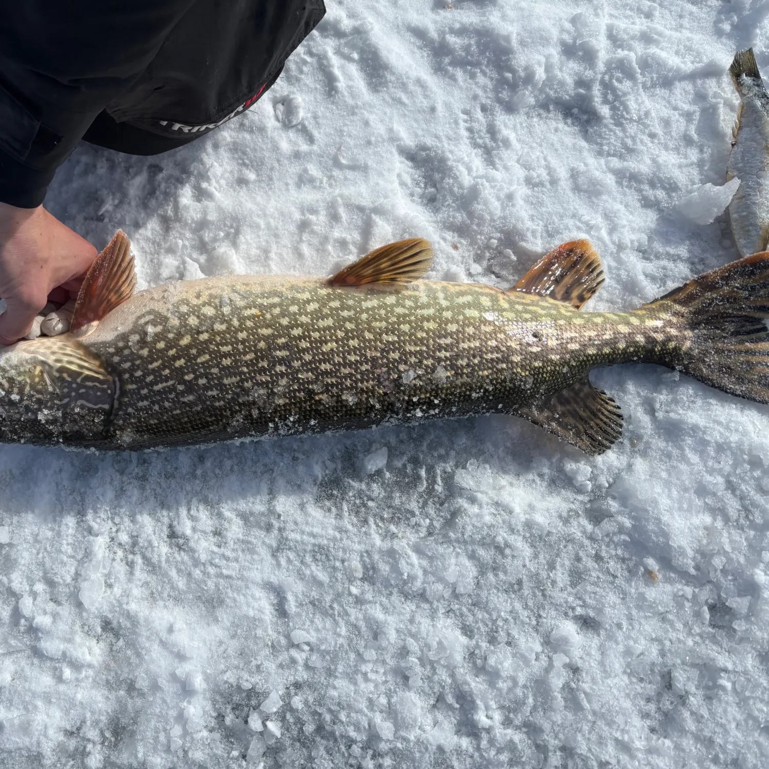 The most recent Northern pike catches on Fishbrain