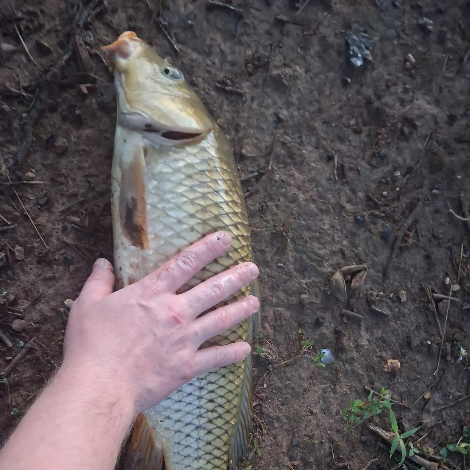 Common carp caught on Fishbrain