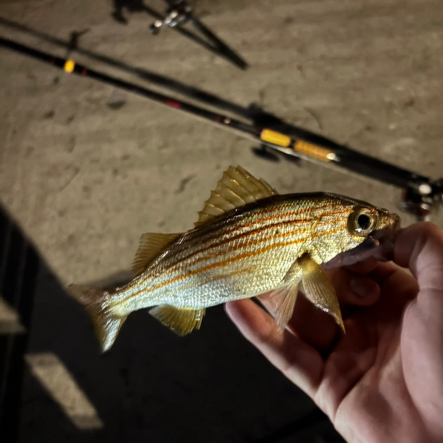 The most recent Salema porgy catches on Fishbrain