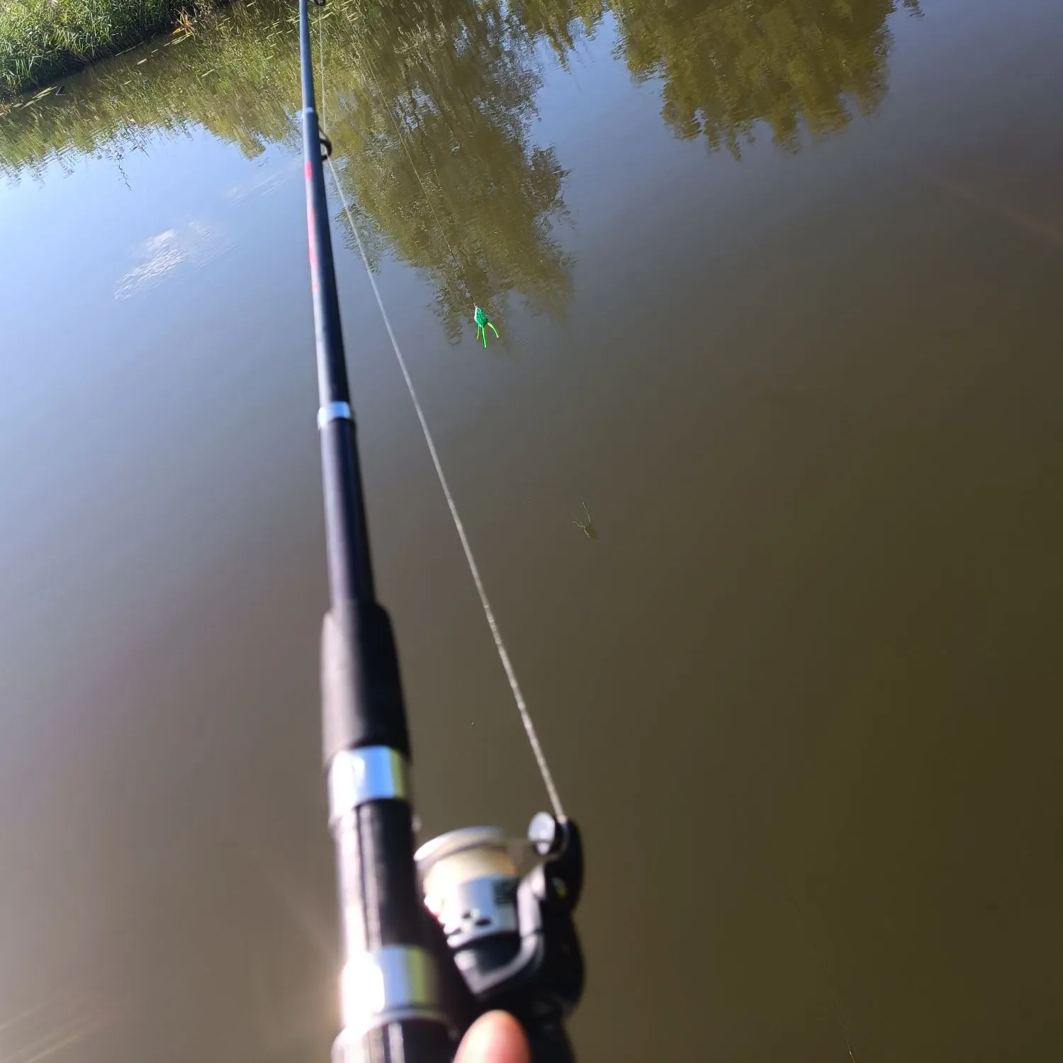 European perch caught on Fishbrain