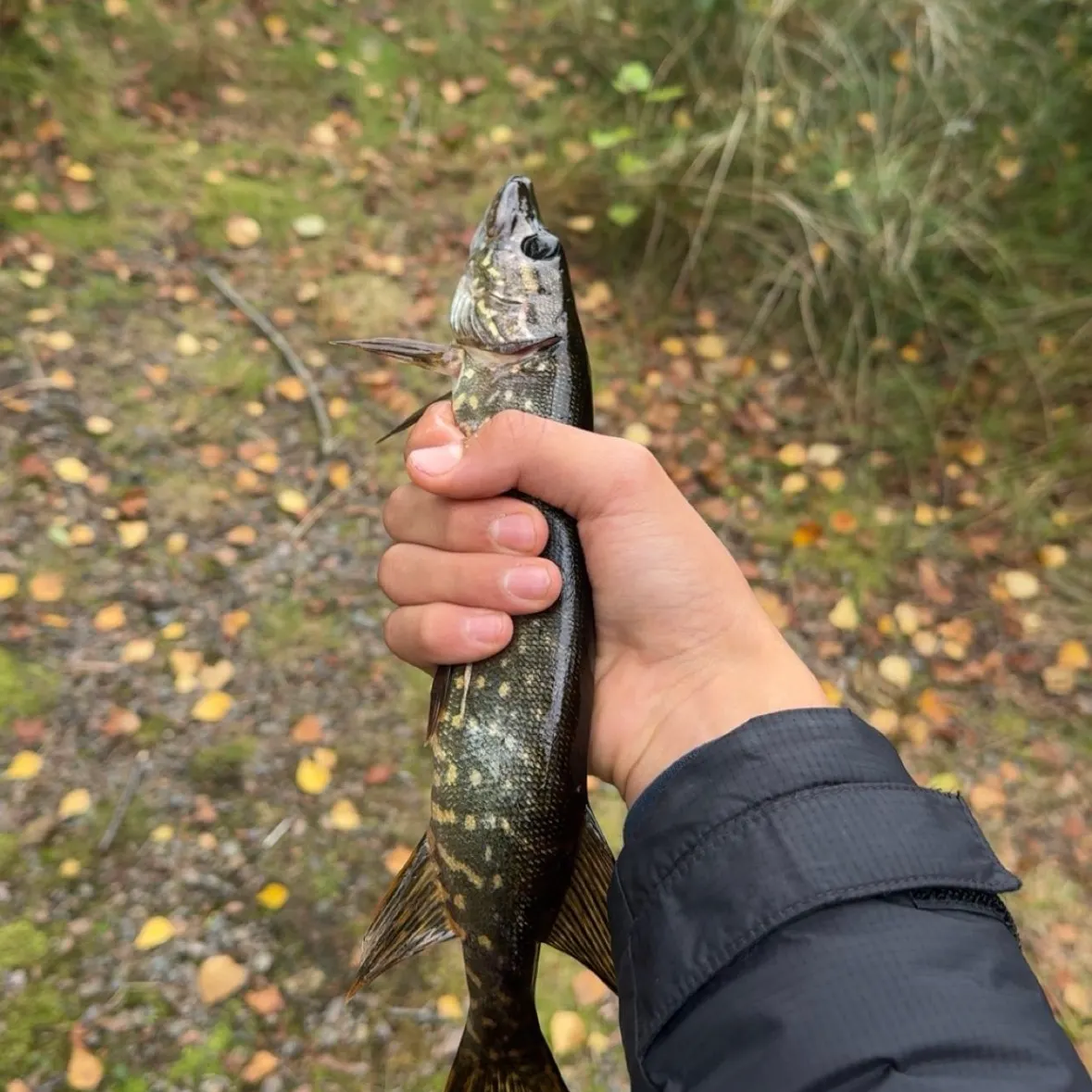 Northern pike caught on Fishbrain