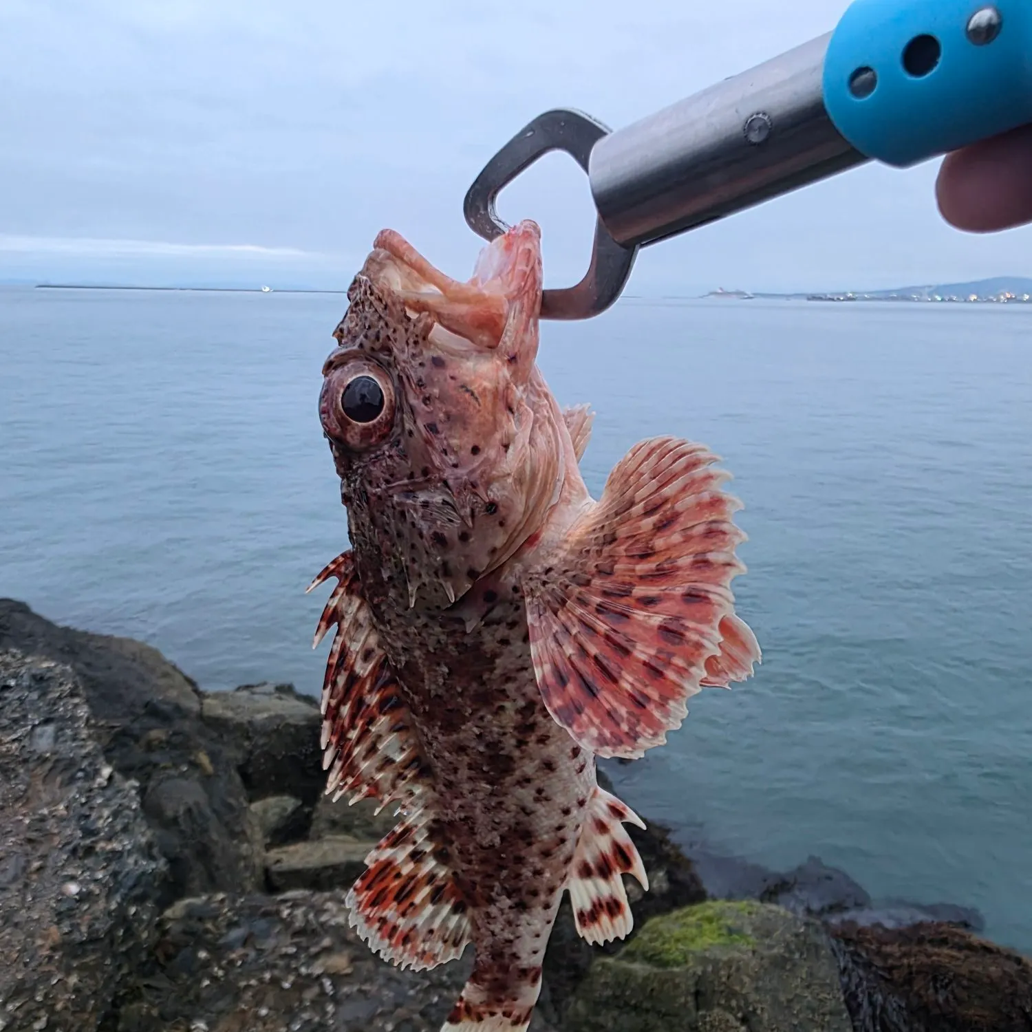 California scorpionfish caught on Fishbrain