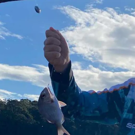 The most recent Australasian snapper catches on Fishbrain