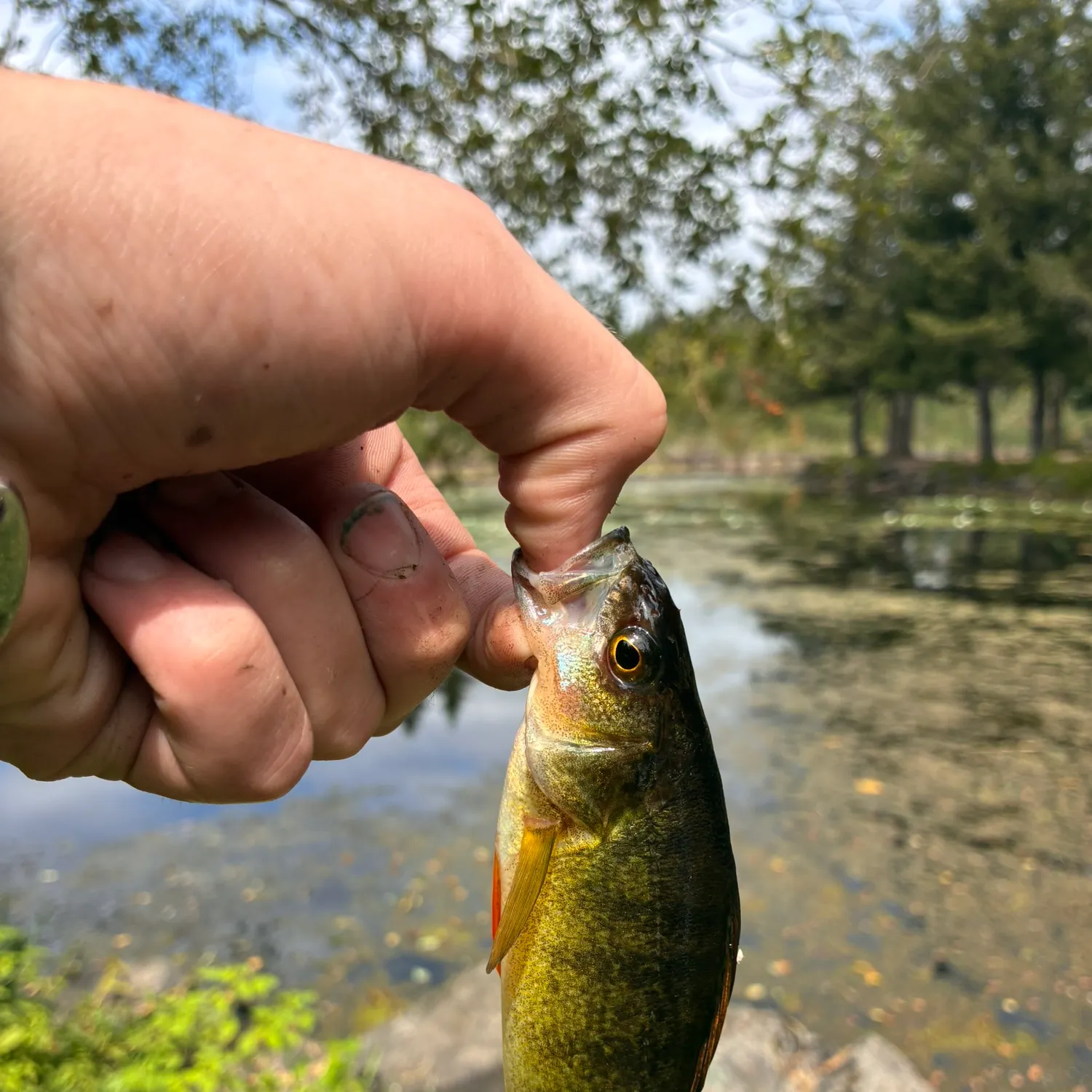 catch