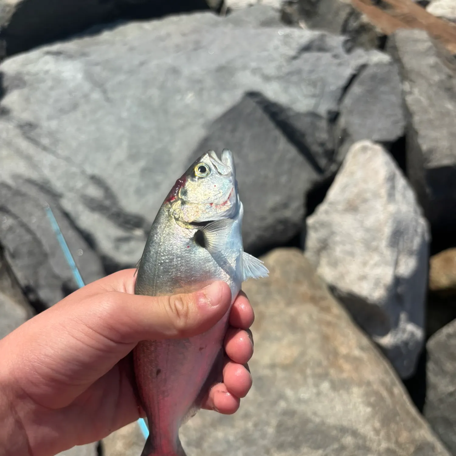 Bluefish caught on Fishbrain